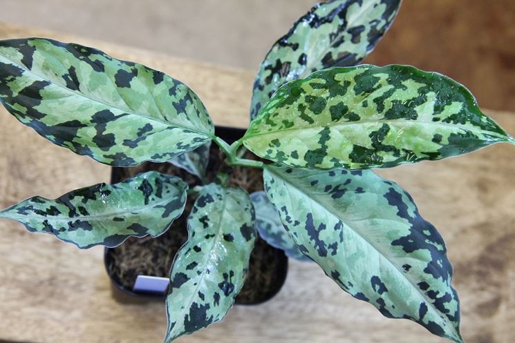 Aglaonema pictum pianta