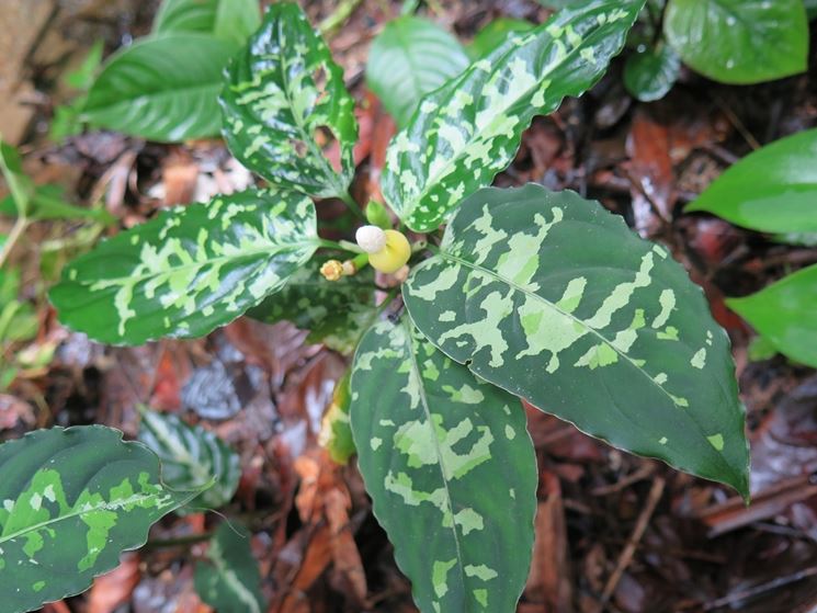 aglaonema pictum