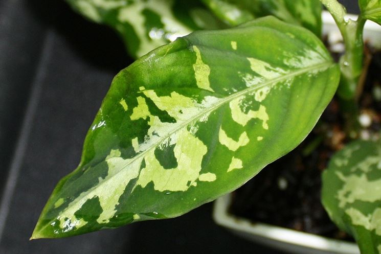 foglie aglaonema