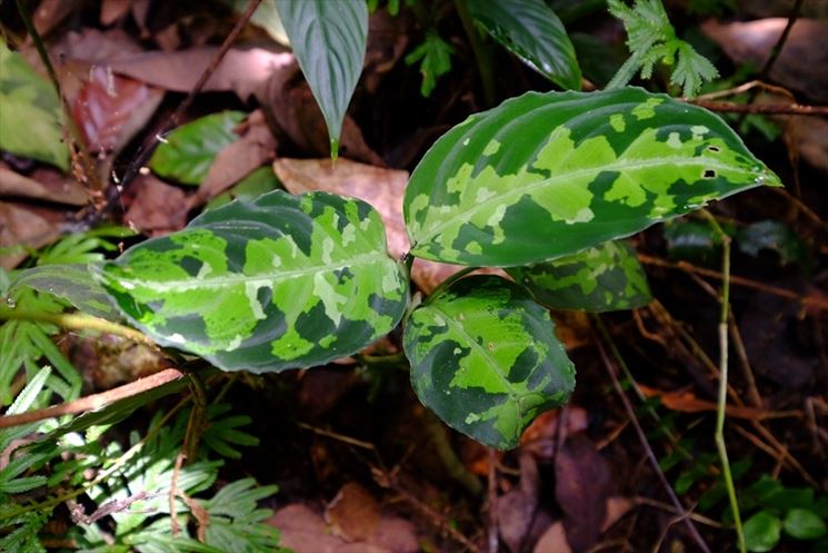 aglaonema pictum foglie