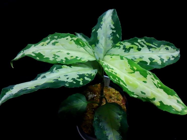 pianta aglaonema pictum