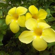 Allamanda cathartica