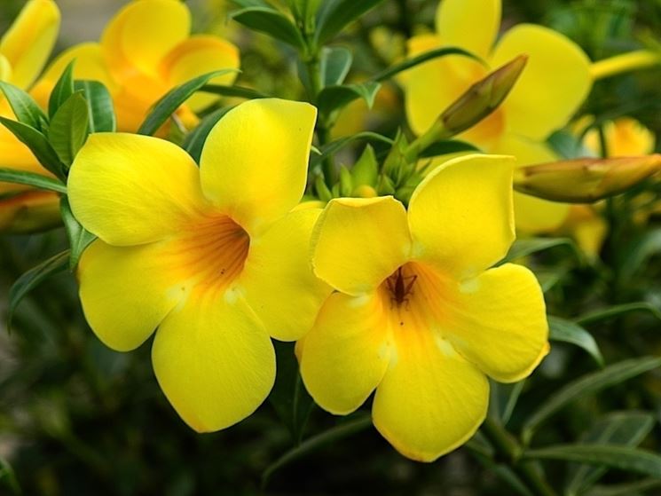 fiori allamanda