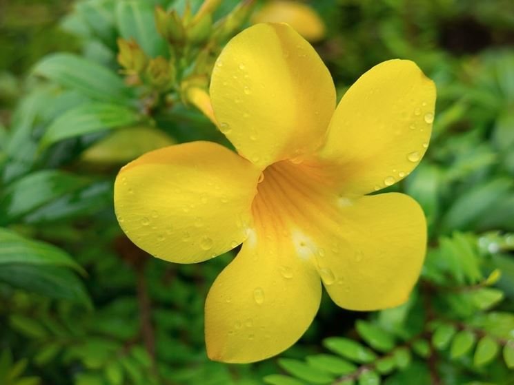 fiore allamanda