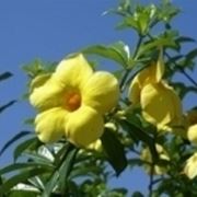 allamanda