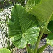 Alocasia macrorrhiza