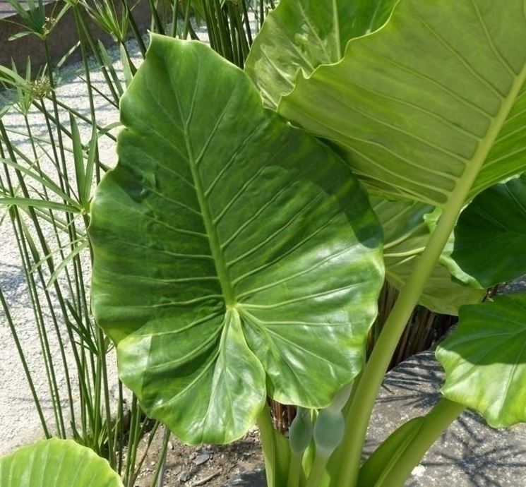 Alocasia macrorrhiza