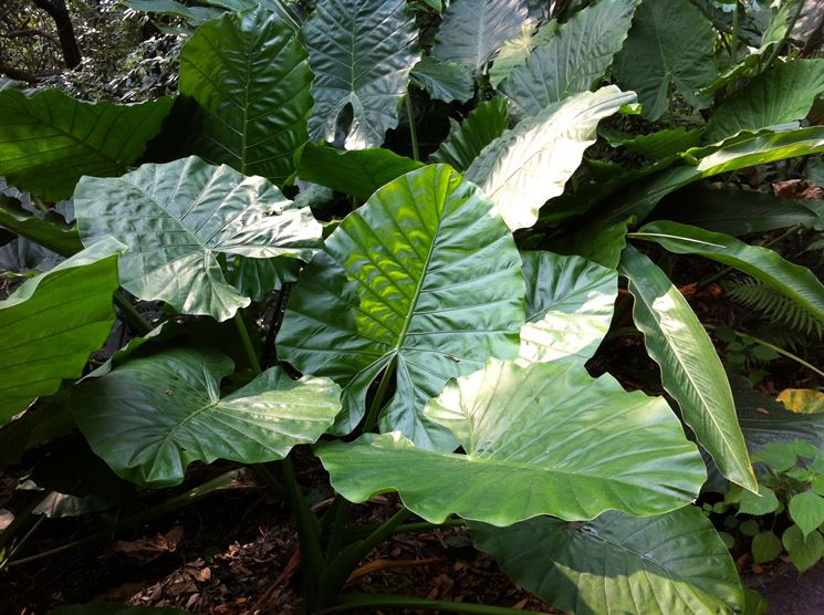 Alocasia 