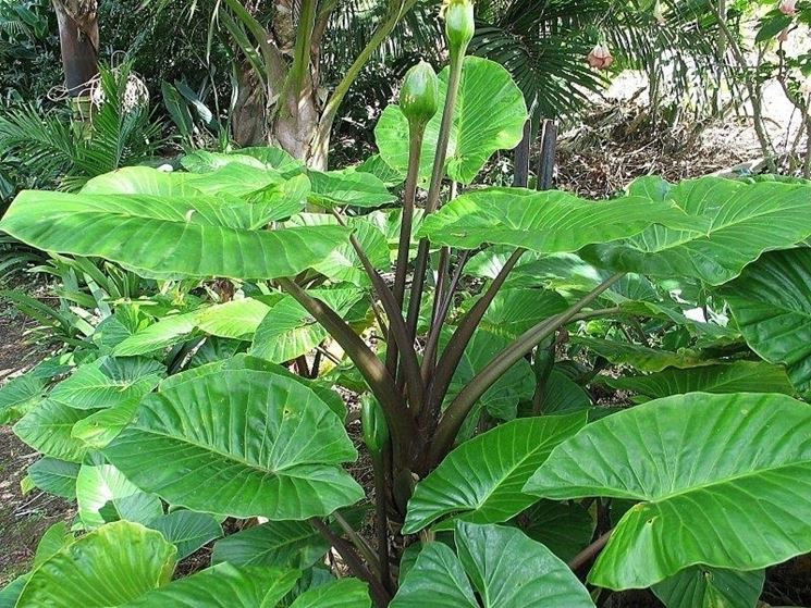 pianta alocasia