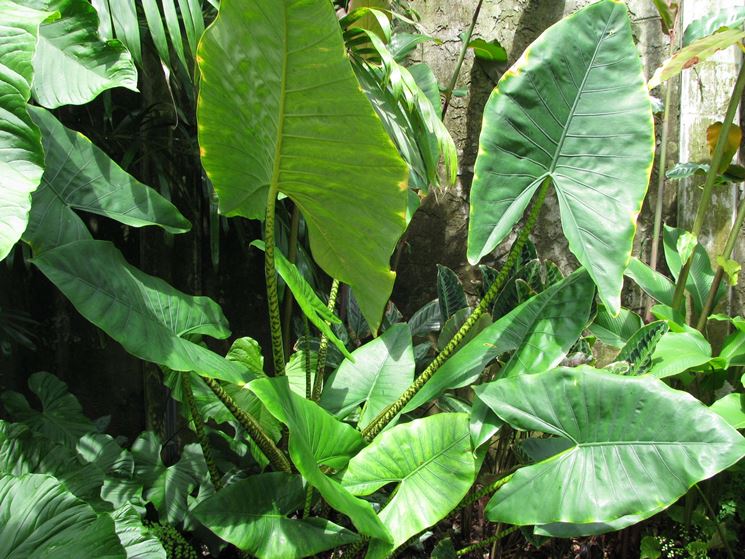 Alocasia