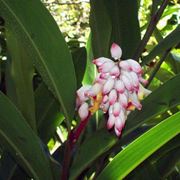 Alpinia zerumbet fiore