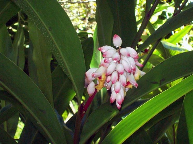 Alpinia zerumbet fiore