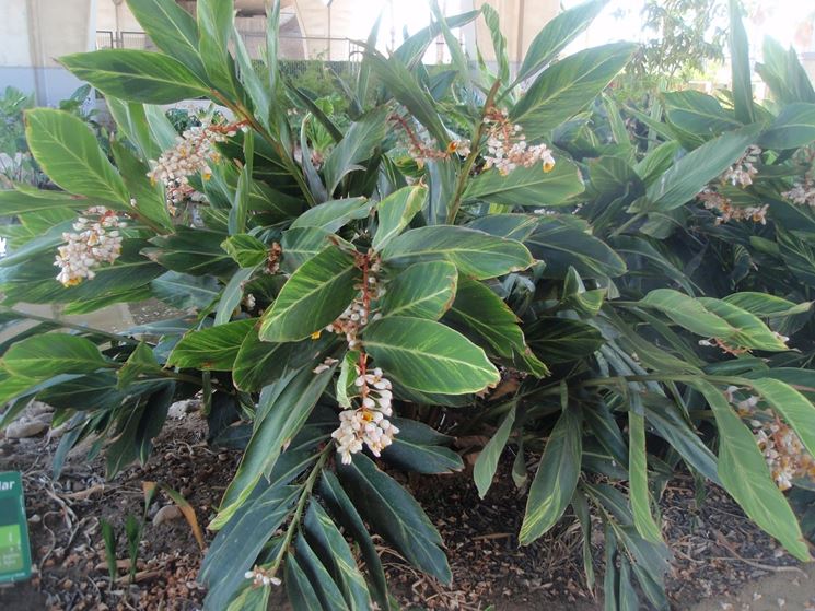 pianta <em>alpinia</em> 