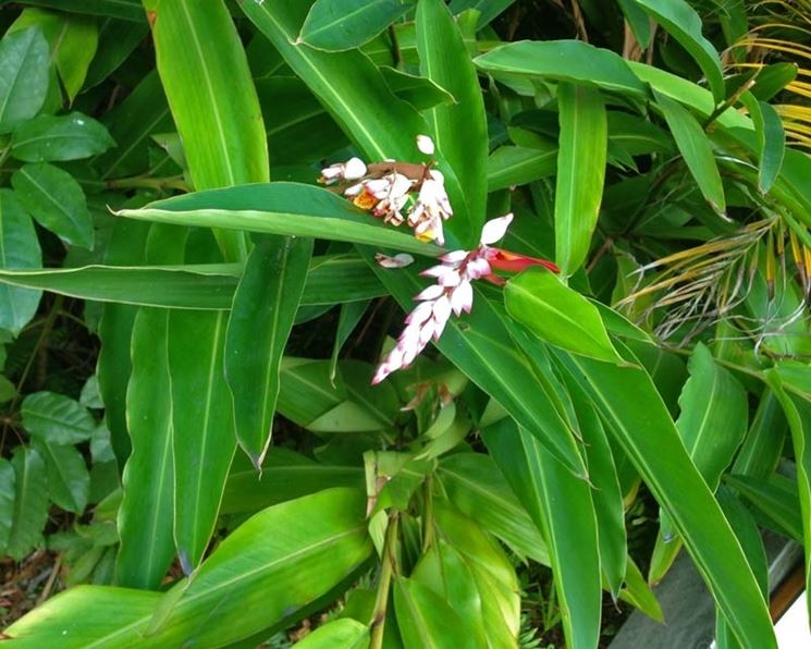 pianta alpinia zerumbet