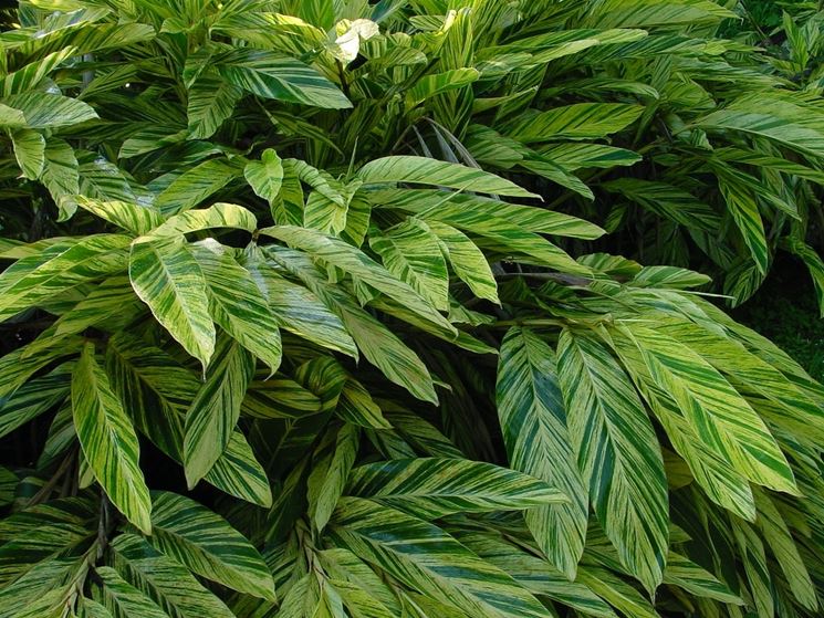 alpinia variegata