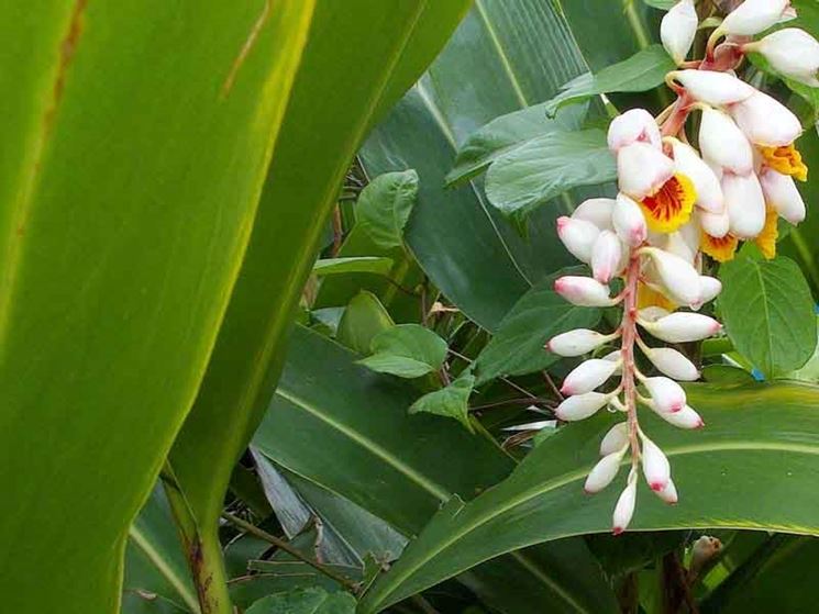 fiore alpinia