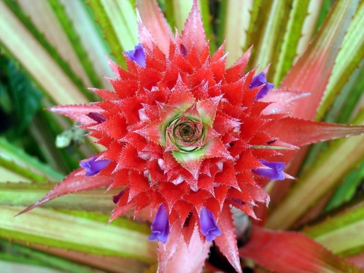 Ananas rosso