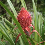 Ananas bracteatus