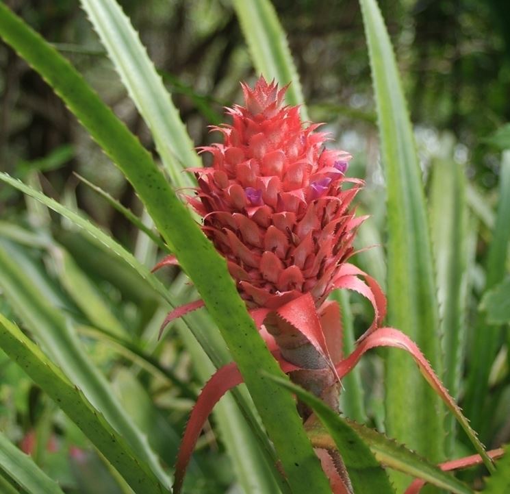 Ananas bracteatus