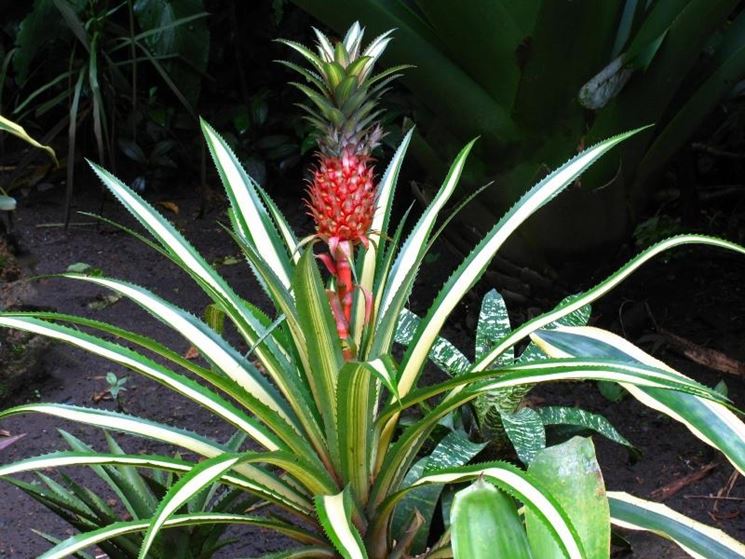Ananas bracteatus pianta
