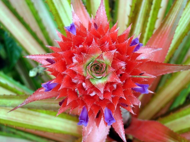 ananas bracteatus