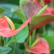 Anthurium andreanum