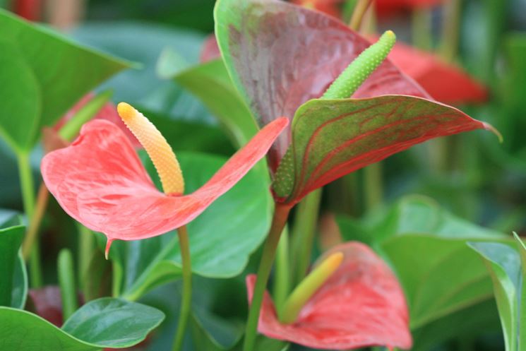 Anthurium andreanum