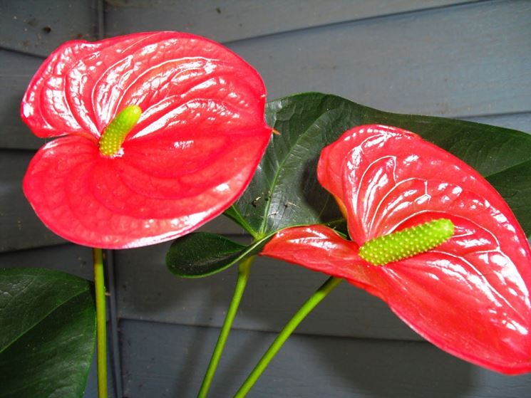 fiori Anthurium andreanum