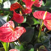 anthurium andraeanum