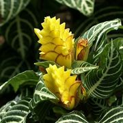 Aphelandra squarrosa