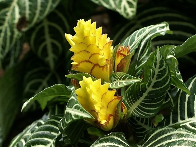 Aphelandra squarrosa