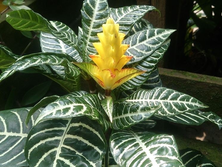 aphelandra squarrosa pianta