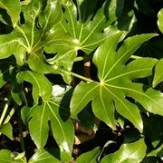 Fatsia japonica