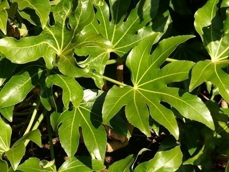 Fatsia japonica