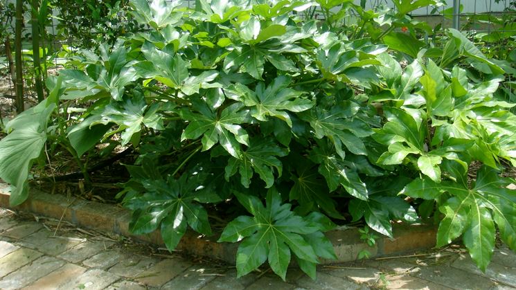 Fatsia japonica