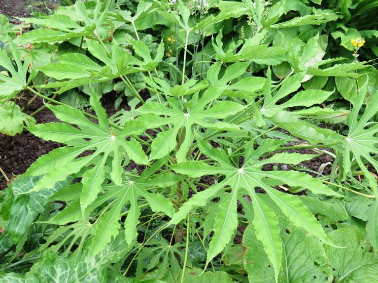 Fatsia polycarpa