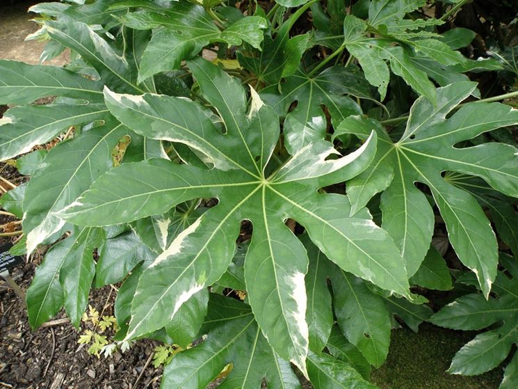 Fatsia variegata