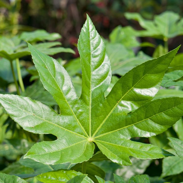 Fatsia foglie