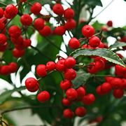 Ardisia crenata