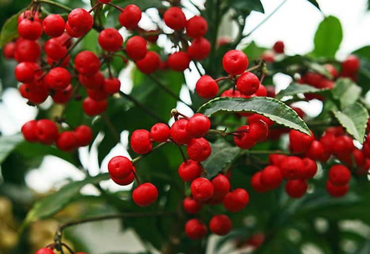 Ardisia crenata