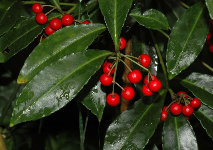 foglie Ardisia crenata