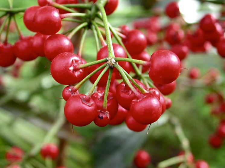 frutti ardisia crenata