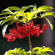 ardisia pianta