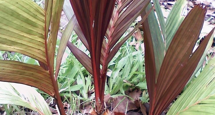 areca vestiaria