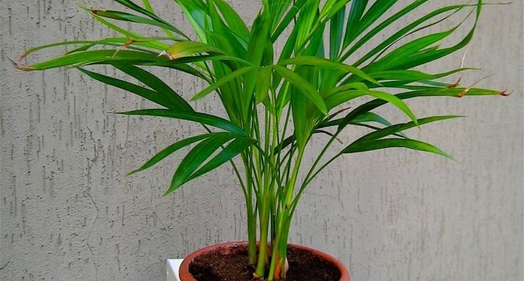 pianta di areca in vaso