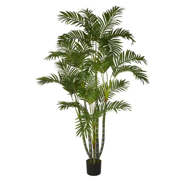 areca in vaso