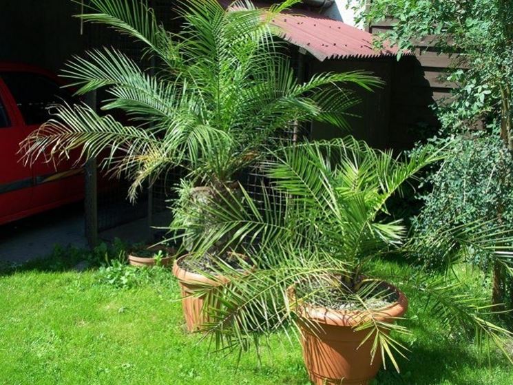 pianta areca