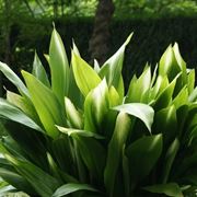 Aspidistra 