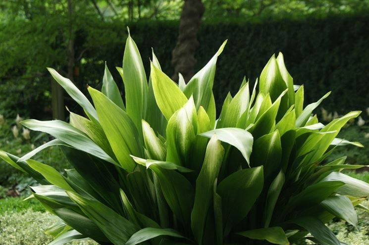 Aspidistra 