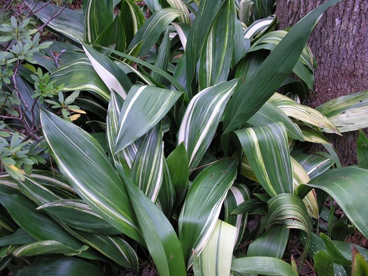 aspidistra